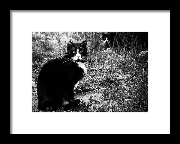 Feral Cat Photo Framed Print featuring the photograph Stash Stalking the Amazing Mr. Tom by Sandra Dalton