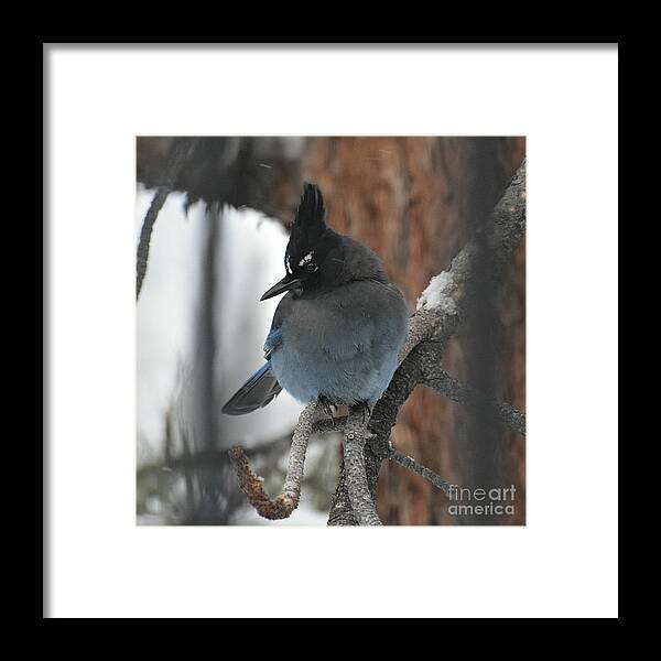 Stellar's Jay Framed Print featuring the photograph Stellar's Jay in Pine by Dorrene BrownButterfield