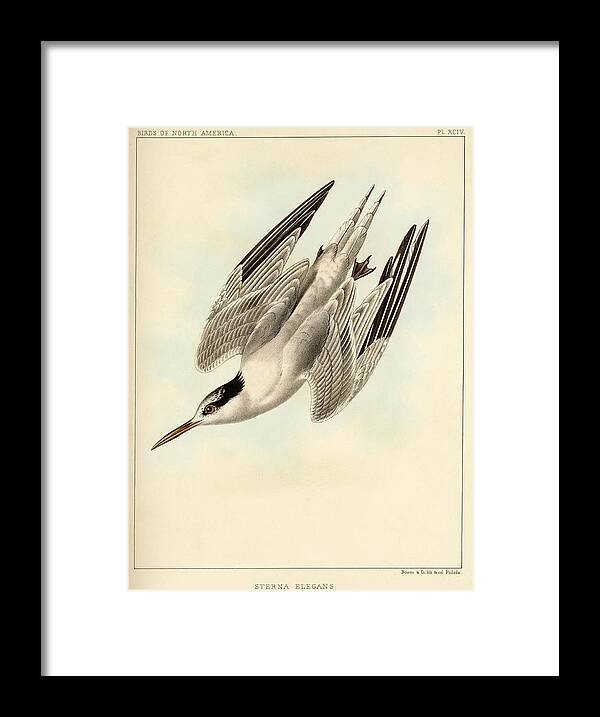 Birds Framed Print featuring the mixed media Sterna Elegans by Bowen and Co lith and col Phila
