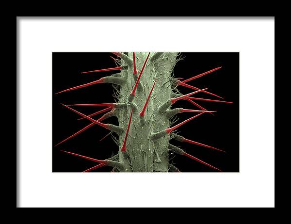 Alternative Medicine Framed Print featuring the photograph Stinging Nettle, Sem by Ted Kinsman