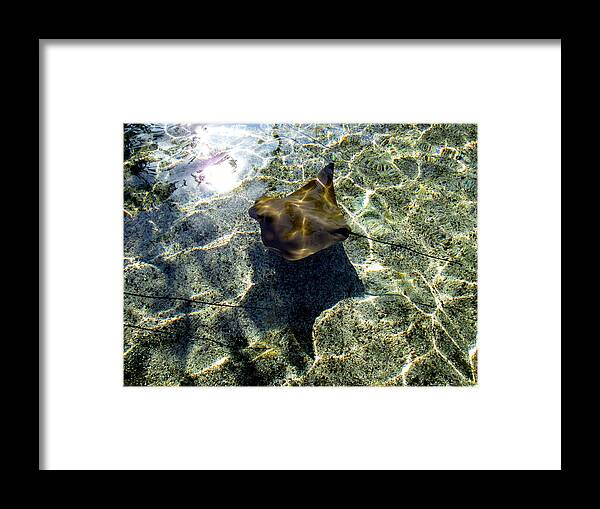 Green Framed Print featuring the photograph StingRay 2 Photograph by Kimberly Walker