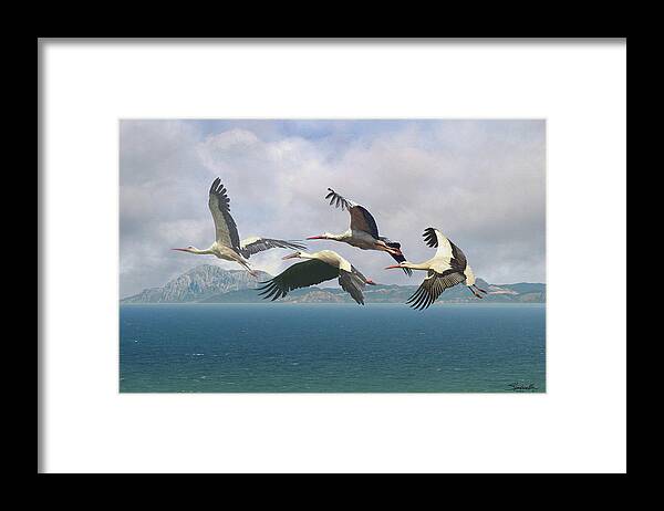 Birds Framed Print featuring the digital art Storks Over the Straits of Gibraltar by M Spadecaller