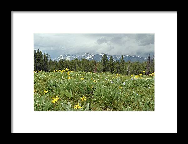 Grand Tetons Framed Print featuring the photograph Stormy Tetons and Flowers by Bruce Gourley