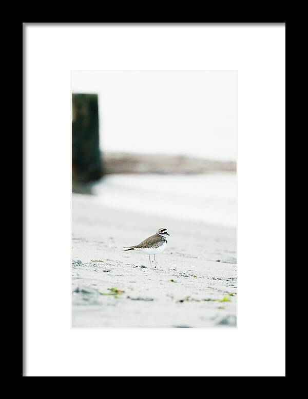 Alone Framed Print featuring the photograph Straight On Portrait Of A Killdeer Bird On A Puget Sound Beach by Cavan Images