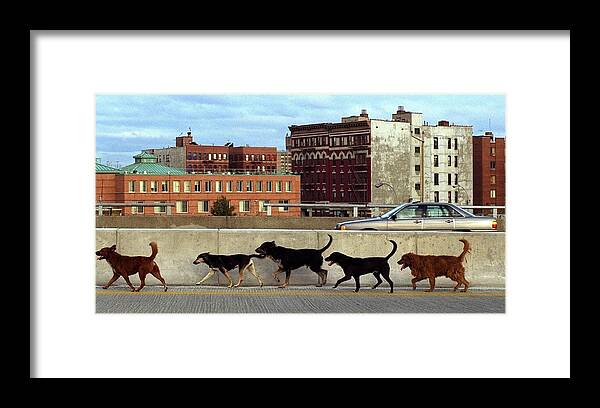 Usa Framed Print featuring the photograph Stray Dogs Stroll Along The Bruckner by New York Daily News Archive
