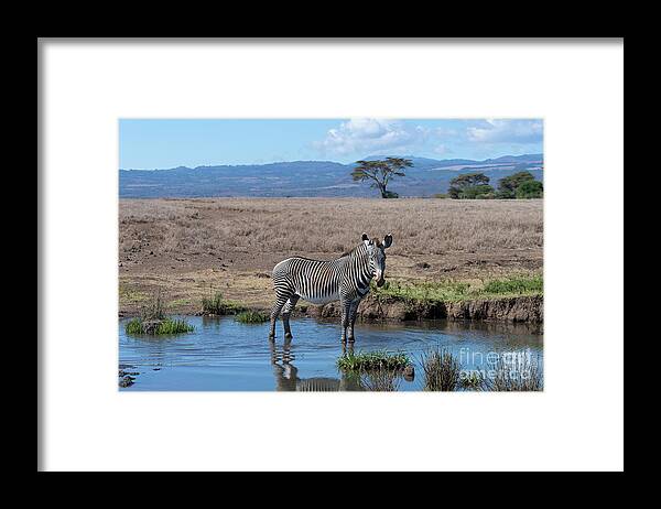 Wildlife Framed Print featuring the photograph Striking A Pose by Sandra Bronstein