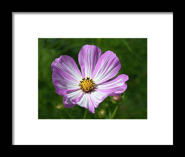 Beautiful Photos Framed Print featuring the photograph Striped Cosmos 1 by Roger Snyder