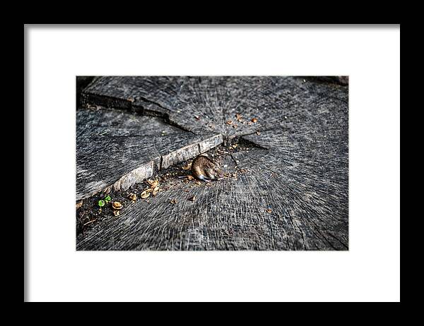 Mouse Framed Print featuring the photograph Striped Field Mouse Eating Nuts On Tree Stamp by Artur Bogacki