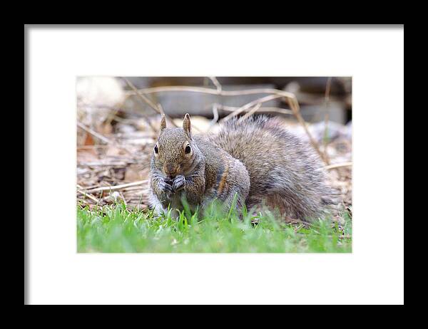 Fox Squirrel Framed Print featuring the photograph Striped Squirrel Eating by Don Northup