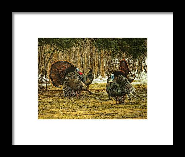Wild Turkey Framed Print featuring the photograph Strutters And Hens by Dale Kauzlaric