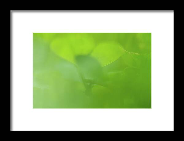 Green Framed Print featuring the photograph Study in Green by Liz Albro