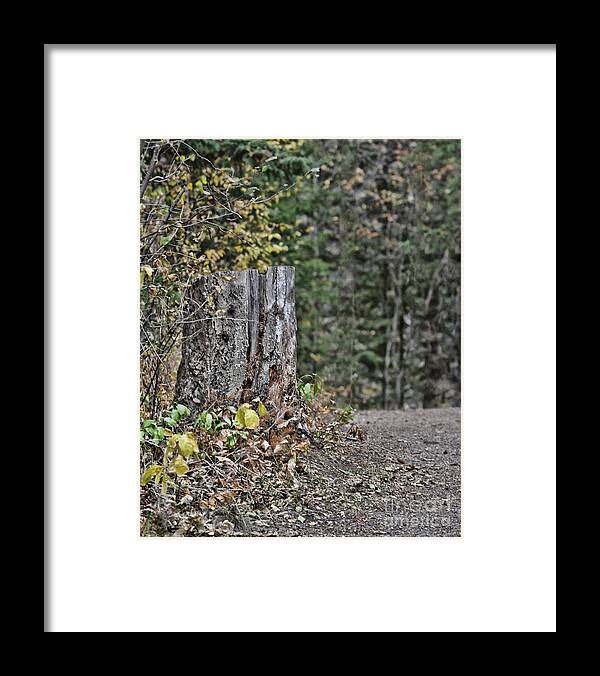 Stump Framed Print featuring the photograph Stumped by Vivian Martin