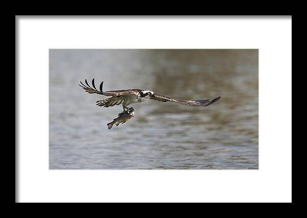 Fish Framed Print featuring the photograph Successful Catch by Phillip Chang