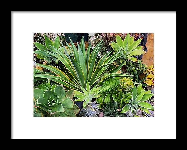 Brushstroke Framed Print featuring the photograph Succulent Garden 2 by Jori Reijonen