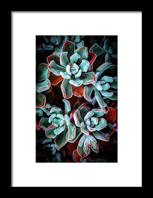 Succulent Framed Print featuring the photograph Succulent II by Lily Malor