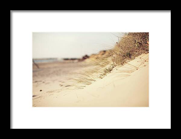 Scenics Framed Print featuring the photograph Succulent Plants In The Sand by Ppampicture