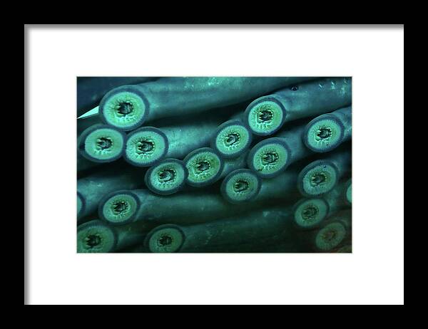 Bonneville Framed Print featuring the photograph Sucker mouths of lamprey eels  by Steve Estvanik