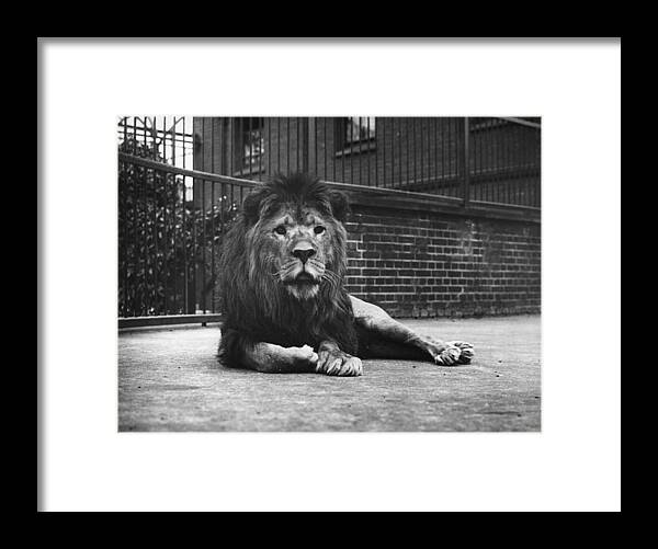 Regents Park Framed Print featuring the photograph Sultan The Lion by London Stereoscopic Company