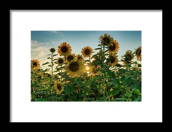 1088 Jesse Place Elmira Framed Print featuring the photograph Sun and sunnflowers by Nick Mares