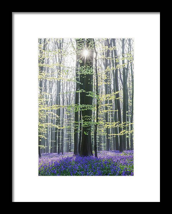 Sun Framed Print featuring the photograph Sun Between Trees by Burim Muqa