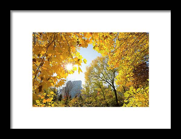 Central Park Framed Print featuring the photograph Sun Shining Behind Autumn Yellow Leaves by Toshi Sasaki