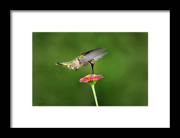 Hummingbird Framed Print featuring the photograph Sun Sweet by Christina Rollo