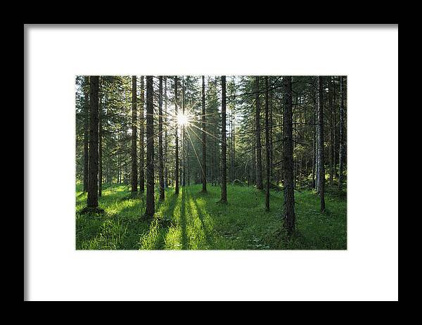 Belluno Framed Print featuring the photograph Sun With Sunbeams In Forest by Martin Ruegner