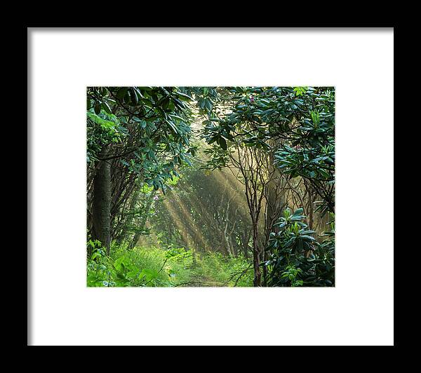 Scenics Framed Print featuring the photograph Sunbeams Through Rhodendron by Jerry Whaley