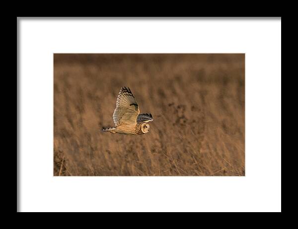 Short Eared Owl Framed Print featuring the photograph Sundown Flyby by Wendy Cooper