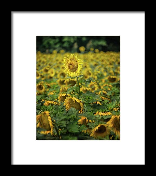 Sunflower Framed Print featuring the photograph Sunflower 2 by Jolynn Reed