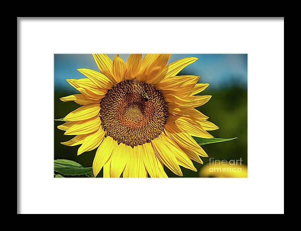 Americana Framed Print featuring the digital art Sunflower 2019 2 by Elijah Knight