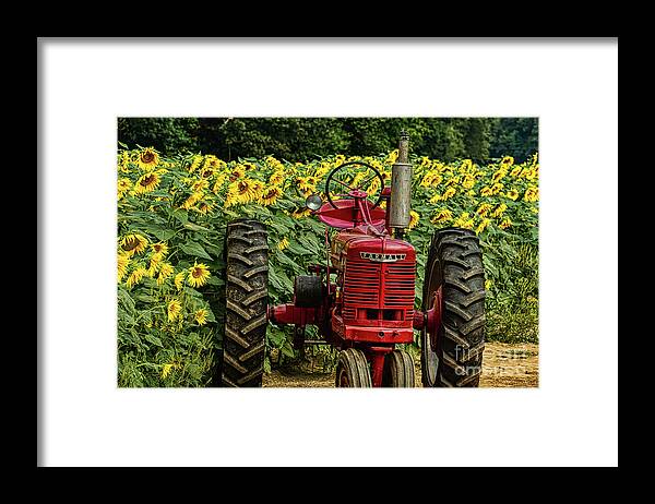 Americana Framed Print featuring the digital art Sunflower 2019 3 by Elijah Knight