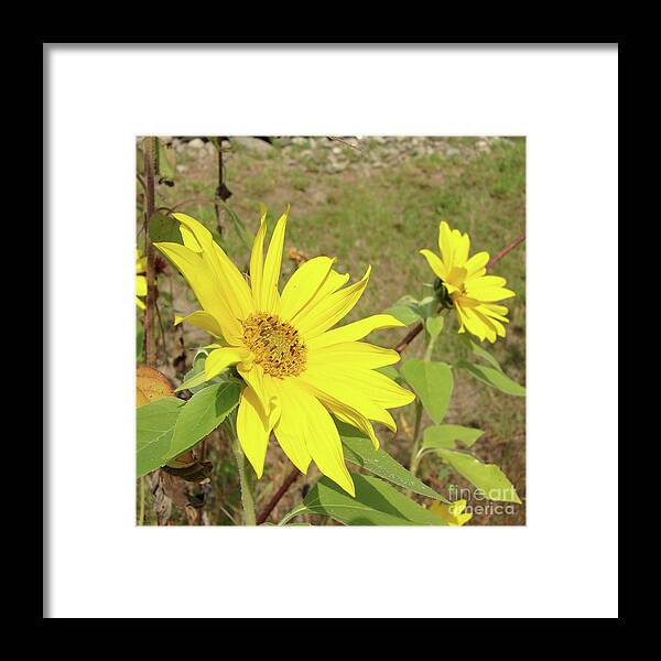 Sunflower Framed Print featuring the photograph Sunflower 58 by Amy E Fraser