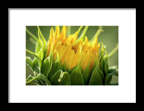 Colorado Framed Print featuring the photograph Sunflower Bloom Close Up by Teri Virbickis