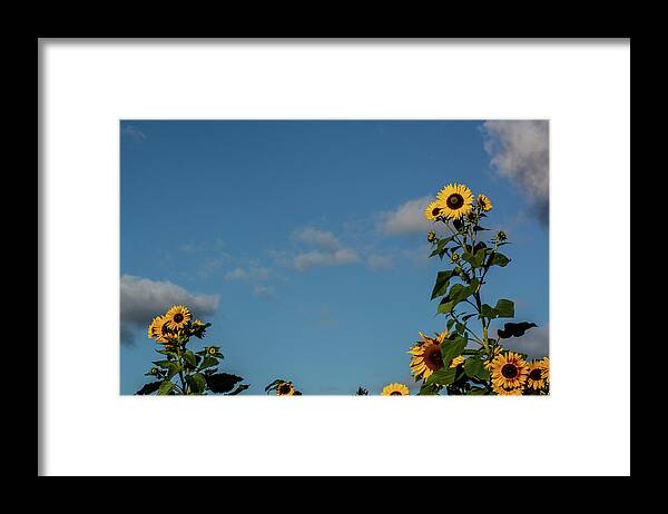 Nature Framed Print featuring the photograph Sunflower Buddies by Douglas Wielfaert