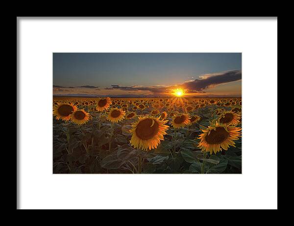 Petal Framed Print featuring the photograph Sunflower Field - Colorado by Lightvision, Llc