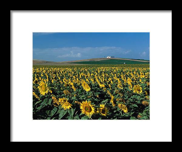 Estock Framed Print featuring the digital art Sunflower Field by Reinhard Schmid