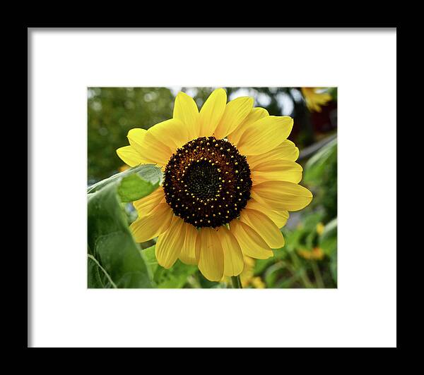 Sunflower Framed Print featuring the photograph Sunflower by Kathy Chism