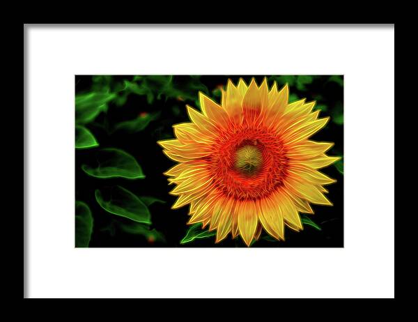 Sunflower Framed Print featuring the digital art Sunflower by Kevin McClish