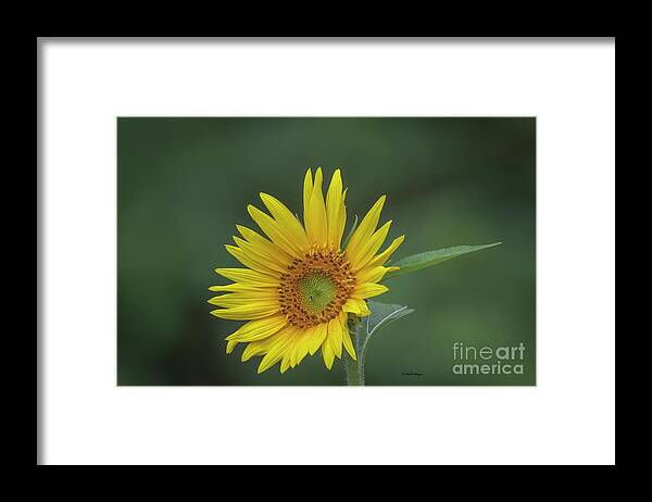 Sunflowers Framed Print featuring the photograph Sunflower Peaking and Visitor by DB Hayes