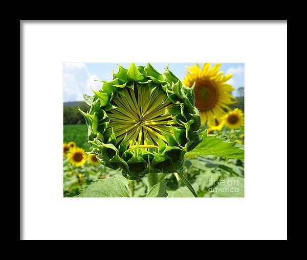 Sunflower Framed Print featuring the photograph Sunflower Ready by GJ Glorijean