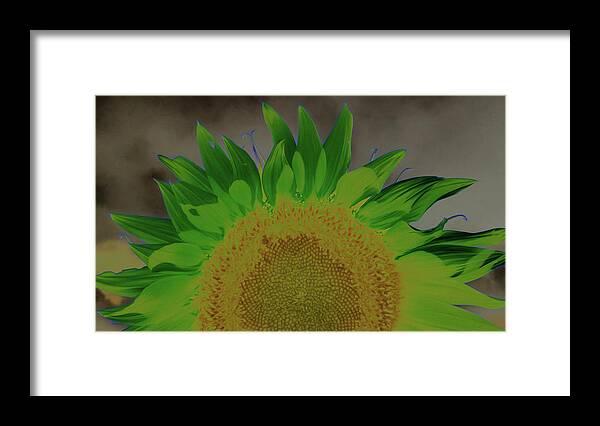 Sunflower Framed Print featuring the photograph Sunflower Rise - #3 by Stephen Stookey