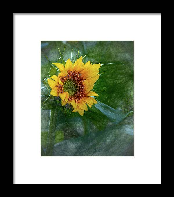 Sunflower Framed Print featuring the photograph Sunflower by Rod Best