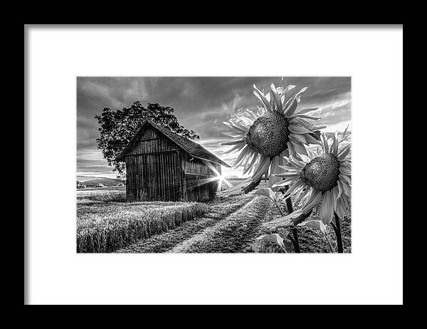 American Framed Print featuring the photograph Sunflower Watch in Black and White by Debra and Dave Vanderlaan