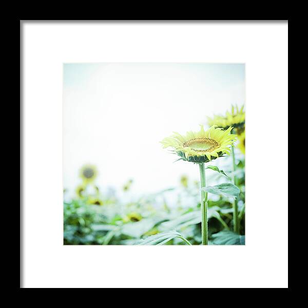 Outdoors Framed Print featuring the photograph Sunflower by Yoshika Sakai