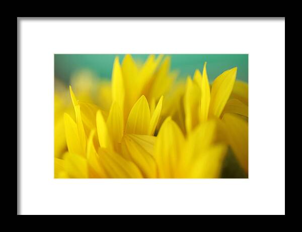 Sunflower Framed Print featuring the photograph Sunflowers 695 by Michael Fryd