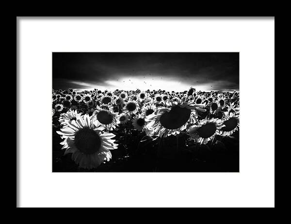 Sunflower Framed Print featuring the photograph Sunflowers Against The Light by Nicodemo Quaglia