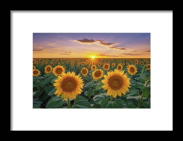 Sunflowers Framed Print featuring the photograph Sunflowers at Sunset by Darren White