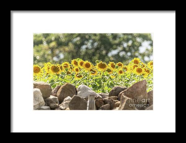 Sunflowers Framed Print featuring the photograph Sunflowers Basking in Bokeh by Amfmgirl Photography