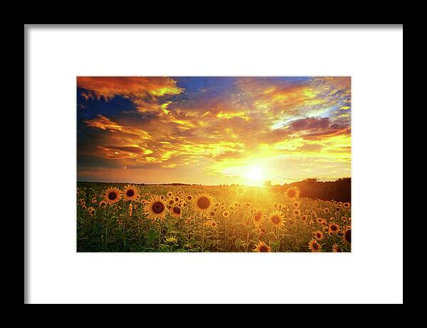 Scenics Framed Print featuring the photograph Sunflowers Field And Sunset Sky by Avalon studio